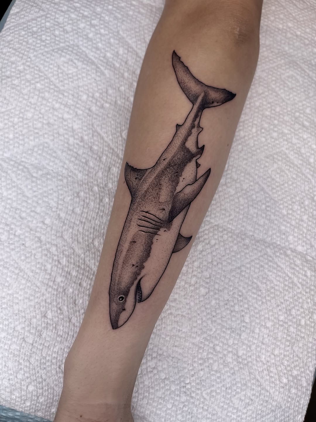 Black and grey shark tattoo on forearm with detailed shading, gill marks, and upward-facing tail fin.